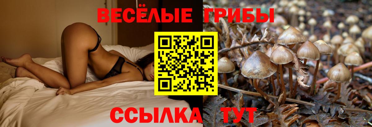Галлюциногенные грибы Psilocybine cubensis Кизилюрт